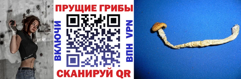 Галлюциногенные грибы MAGIC MUSHROOMS  МЕГА ссылка  Чаплыгин 